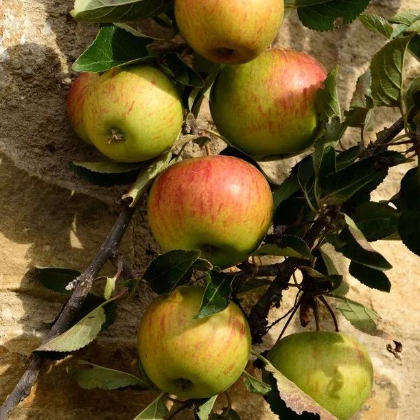Apple Tree - Ellisons Orange (Malus domestica 'Ellisons Orange') 2